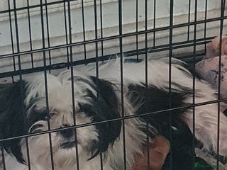 Shihpoo dogs Beautiful shih-poo for sale - Advert 1