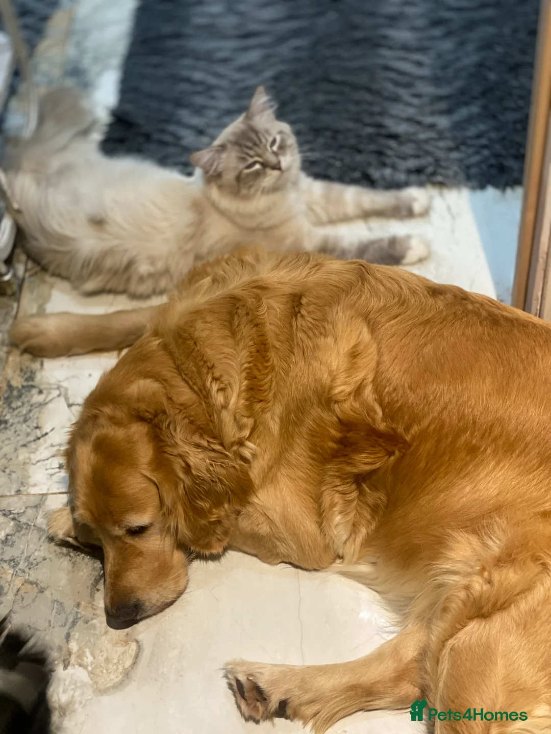 Golden Retriever dogs for sale: 2 girls going together  - Advert 11