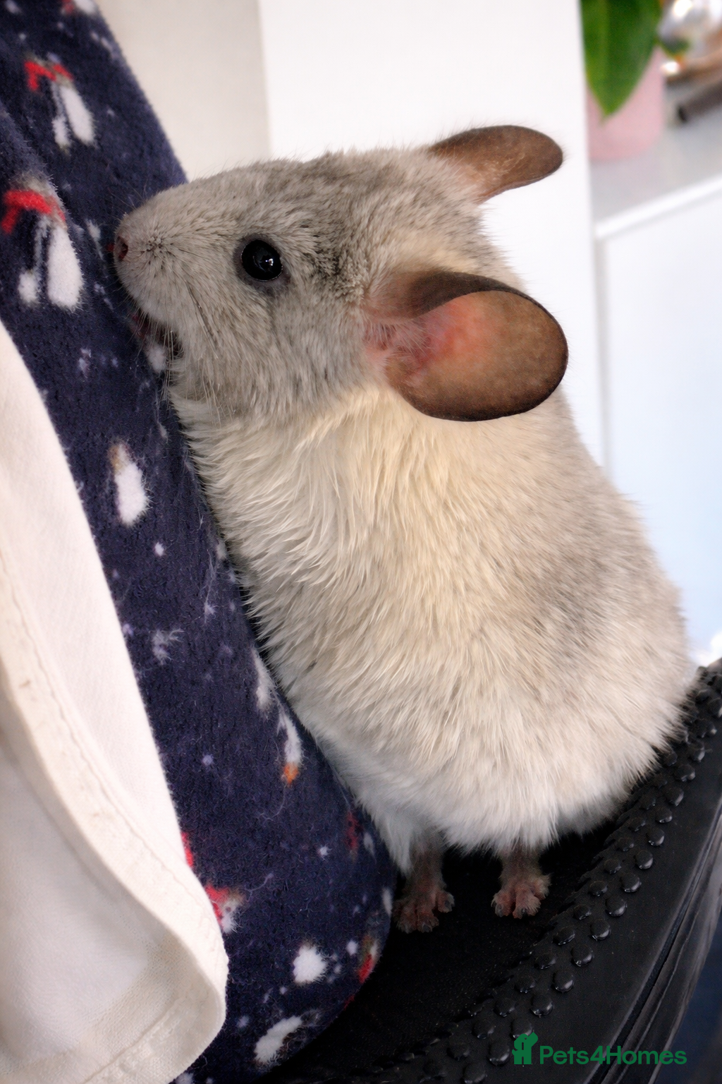 Chinchilla rodents Female Chinchilla for Sale – 1 Year Old - Advert 5