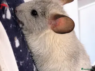 Chinchilla rodents Female Chinchilla for Sale – 1 Year Old - Advert 5