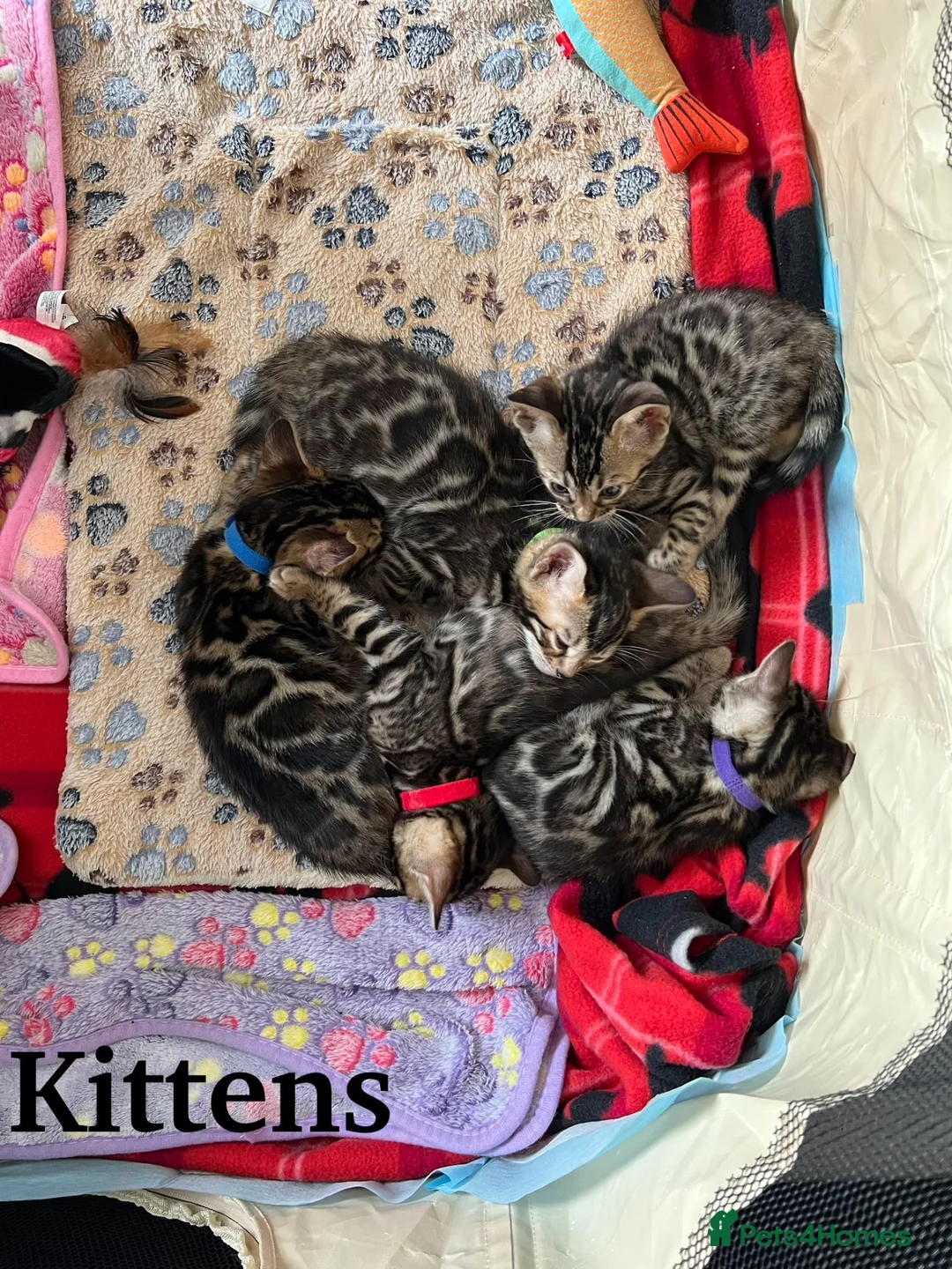 Bengal cats for sale: TICA Registered Pure Pedigree Bengal Kittens - Advert 1
