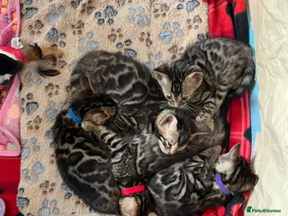 Bengal cats TICA Registered Bengal Kittens - Advert 1
