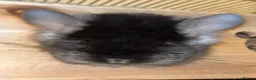 Chinchilla rodents for sale: Two RPA female Chinchillas - Advert 4