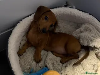 Miniature Dachshund dogs Miniature Dachshund - Advert 6