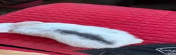 Mini Lop rabbits for sale: Mini lop bunnies  - Advert 5