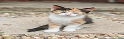 Mixed Breed cats for sale: Beautiful female calico kitten ready to leave now! - Advert 2