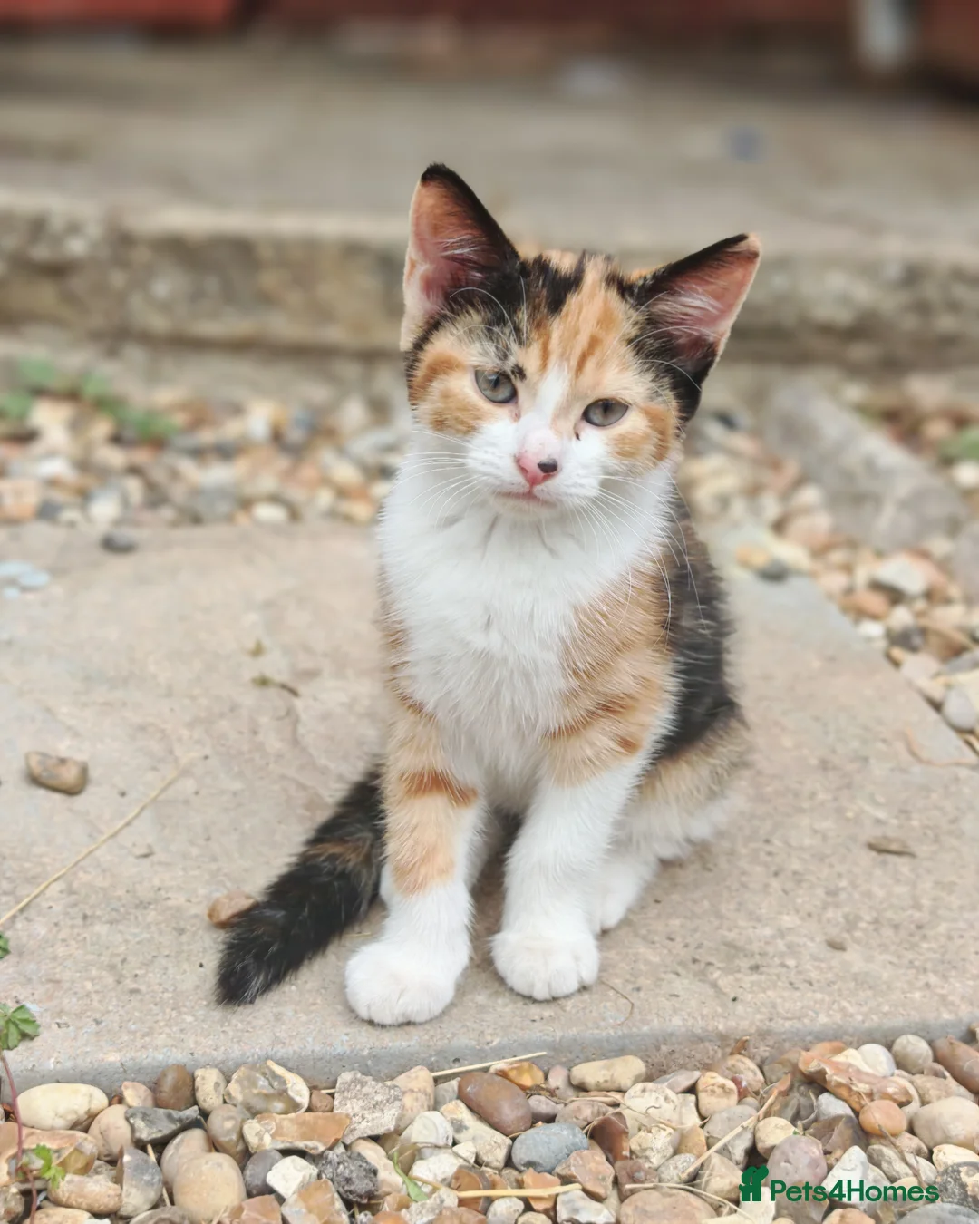 Mixed Breed cats for sale: Beautiful female calico kitten ready to leave now! - Advert 2
