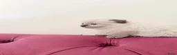 Scottish Fold cats for sale: Beautiful kittens🌹🤭 - Advert 16