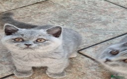 British Shorthair cats for sale: British Shorthair kittens.  - Image 4