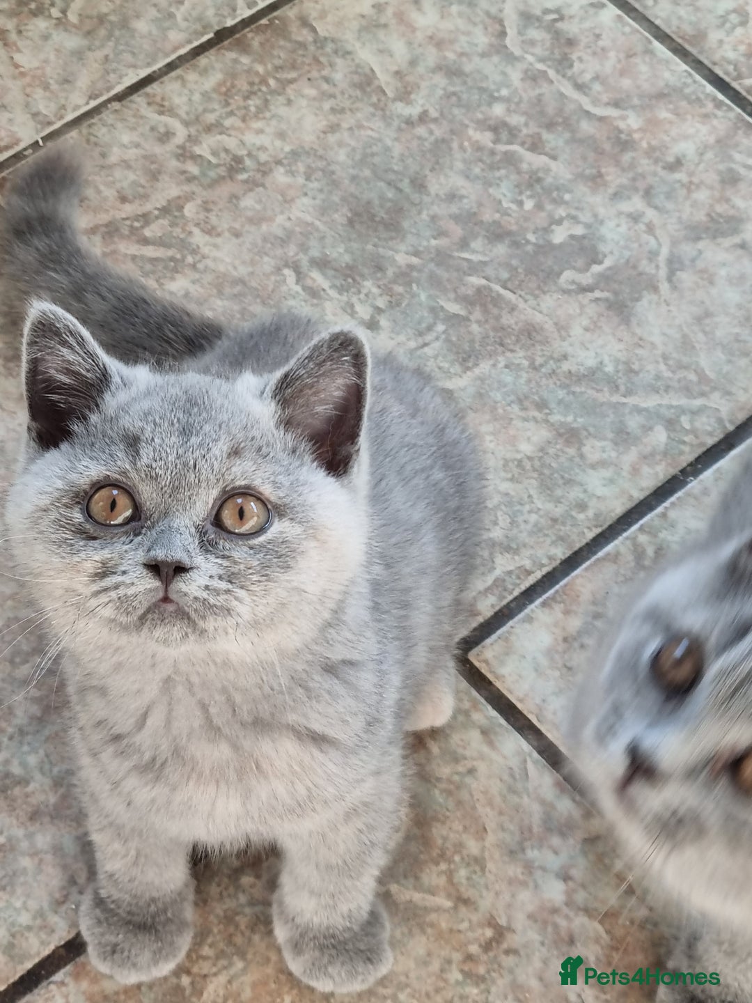 British Shorthair cats for sale: British Shorthair kittens.  - Image 4