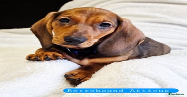 Dachshund dogs in Colchester - Advert 7