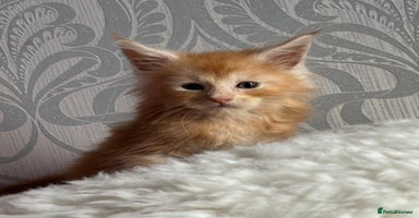 Maine Coon cats - Advert 6