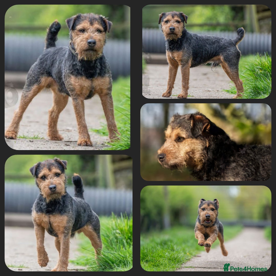 Lakeland Terrier dogs for sale: 18month Lakeland bitch  - Advert 5