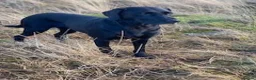 Labrador Retriever dogs for sale: Health Tested Parents, Home Reared, KC Registered in Caernarfon - Advert 1