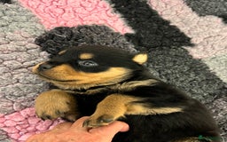 Rottweiler dogs for sale: Rottweiler pups KC Registered + Champ Bloodlines - Image 18