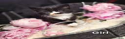 Mixed Breed cats for sale: 5 Beautiful Kittens Looking for Forever Homes - Advert 15