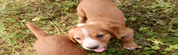 Cocker Spaniel dogs for sale: KC working Cocker Spaniel puppies in Aboyne - Advert 5