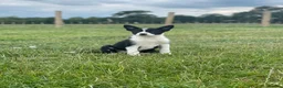 Border Collie dogs for sale: Registered World Class bred Pups for sale - Advert 6