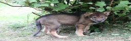 Saarloos Wolfdog dogs for sale: Female available - vaccinated and ready to leave - Advert 34