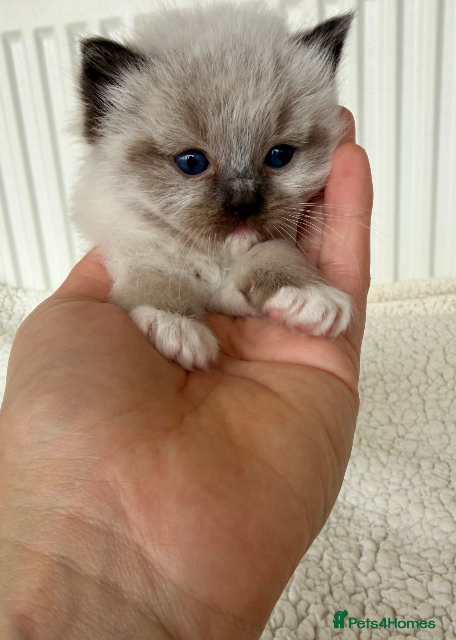 Ragdoll cats TICA registered ragdoll kittens - Advert 18