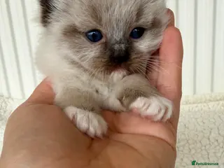 Ragdoll cats TICA registered ragdoll kittens - Advert 18