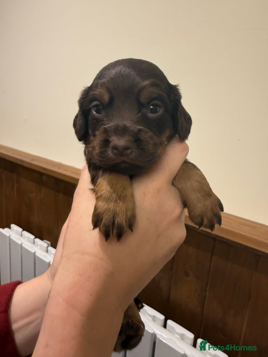 Cocker Spaniel dogs for sale: Stunning KC Working Cocker Spaniel Puppies - Image 21