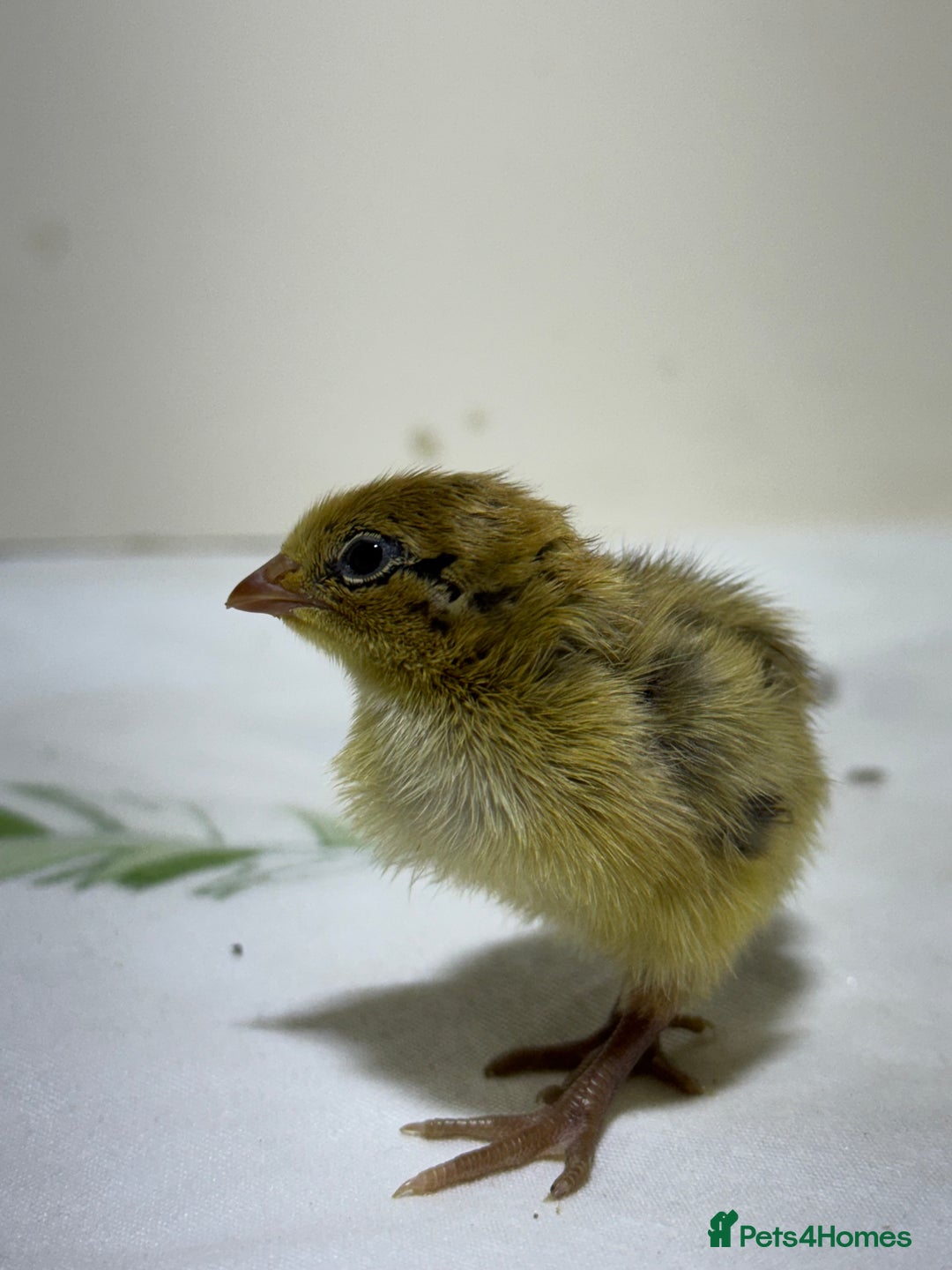 Quail poultry for sale: Quails females, males and chicks  - Advert 10