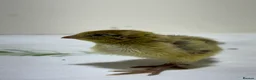 Quail poultry for sale: Mix Quails in different colours and sizes  - Advert 10