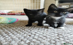British Shorthair cats for sale: Beautiful male British short hair cross kittens  - Image 5