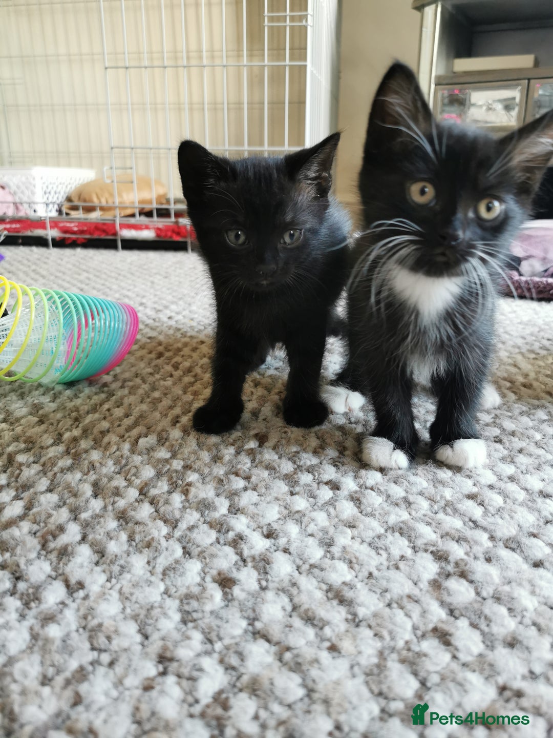 British Shorthair cats for sale: Beautiful male British short hair cross kittens  - Image 5