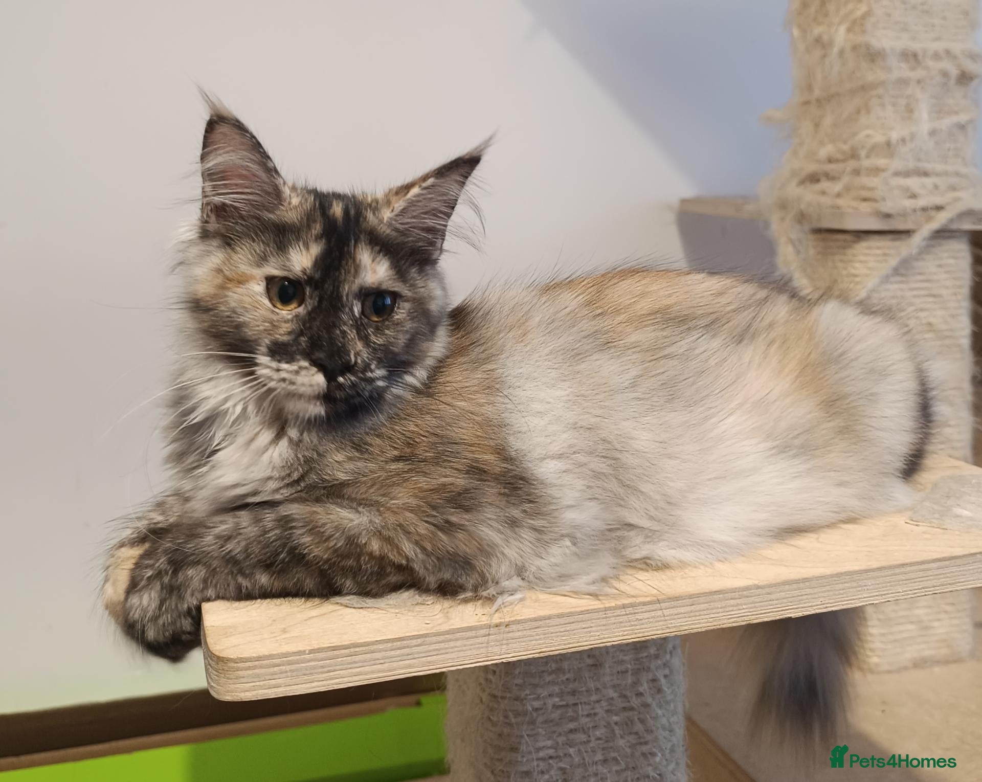 Maine Coon cats Stunning Champion-Line Maine Coons - Advert 15