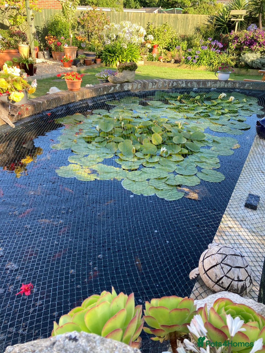 Pond Fish fish for sale: Pond fish - Advert 4