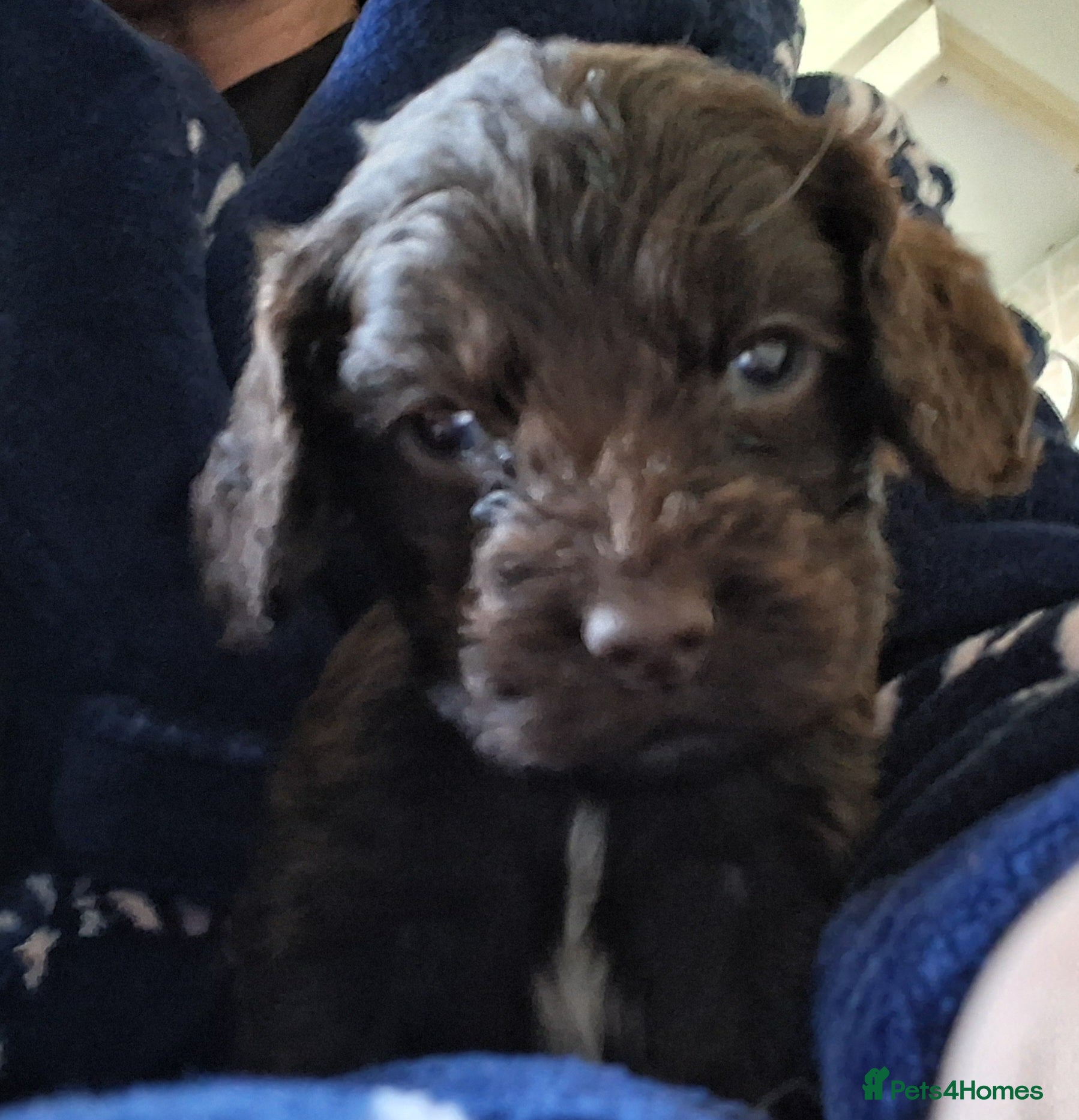 Cocker Spaniel dogs for sale: Beautiful KC Reg Show-Cocker Spaniel puppies  - Advert 1