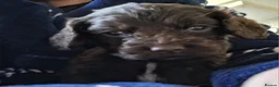 Cocker Spaniel dogs for sale: Beautiful KC Reg Show-Cocker Spaniel puppies  in Doncaster - Advert 1