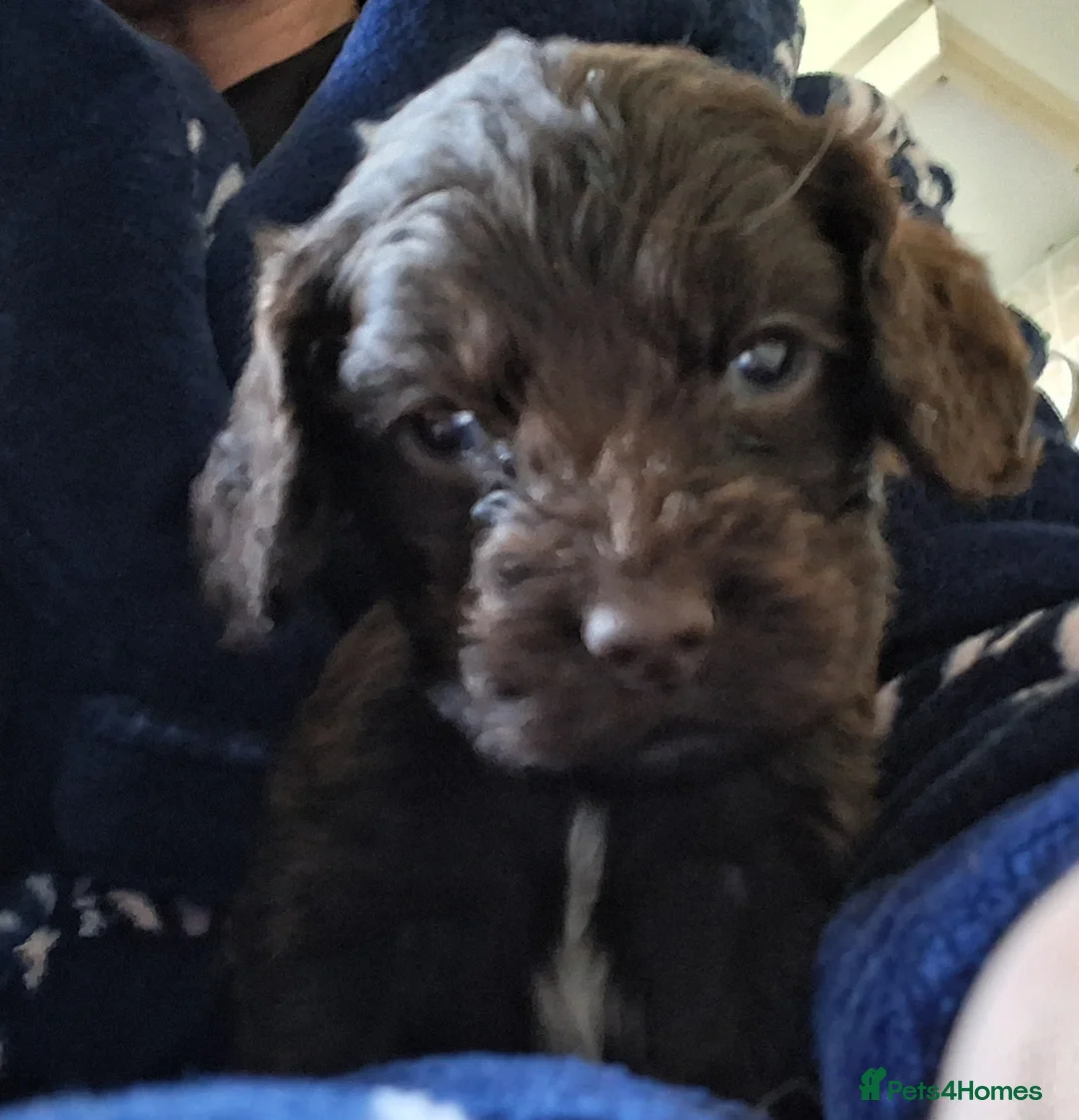 Cocker Spaniel dogs for sale: Beautiful KC Reg Show-Cocker Spaniel puppies  in Doncaster - Advert 1