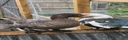 Ducks poultry for sale: POL + Adult Muscovy Hens & Drakes - Advert 5
