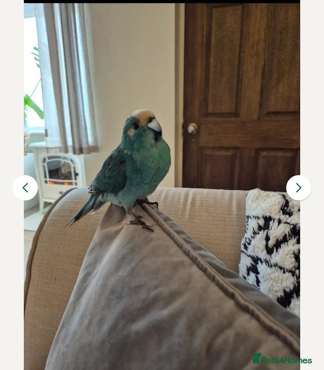 Parakeets birds for sale: Handtame Karakarki and Quaker for sale - Image 2