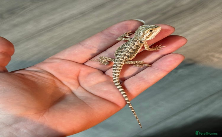 Bearded Dragon reptiles Bearded Dragon babies - Advert 1