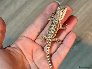 Bearded Dragon reptiles Bearded Dragon babies - Advert 2