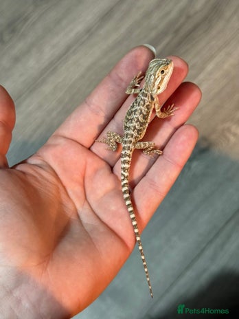 Bearded Dragon reptiles Bearded Dragon babies - Advert 1