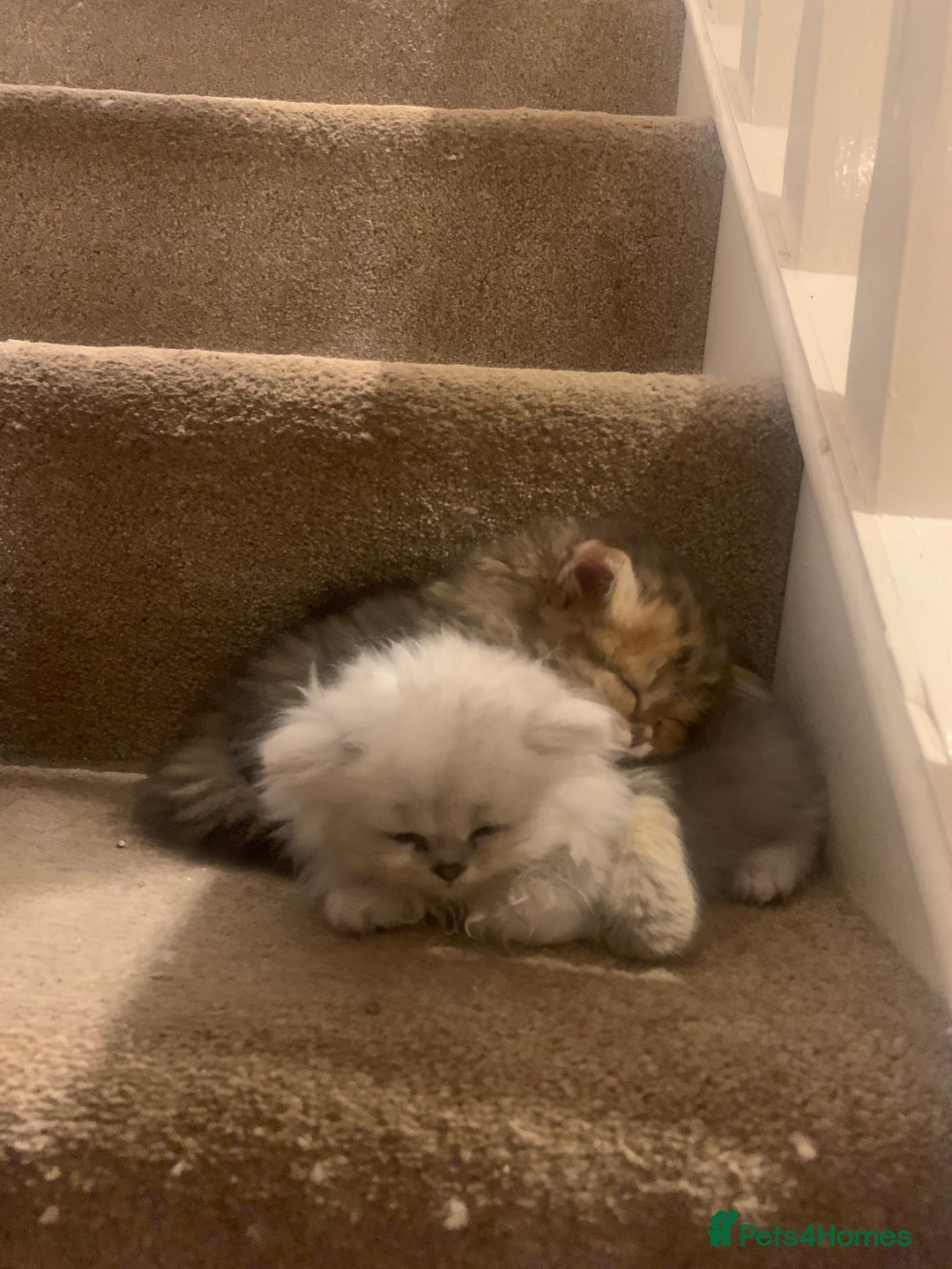 Persian cats for sale: 7 x beautiful persian kittens ready Thursday 14/08 - Image 15