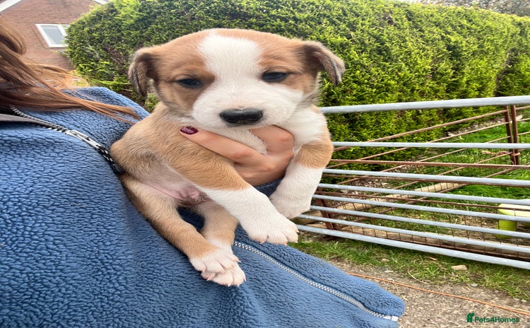 Welsh Collie dogs - Advert 1