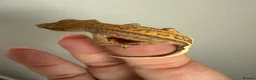 Gecko reptiles for sale: Baby crested gecko’s  - Advert 21