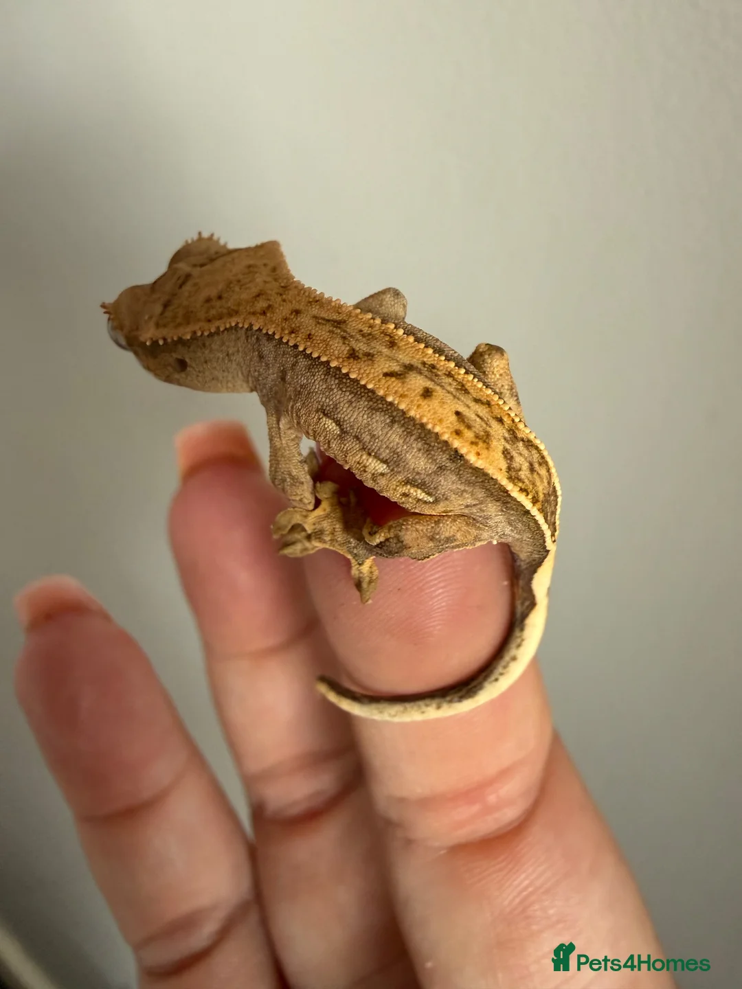 Gecko reptiles for sale: Baby crested gecko’s  - Advert 21
