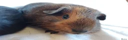 Guinea Pig rodents for sale: 2 lovely sisters ready for their new home  - Advert 3