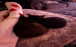 Mixed Breed cats for sale: FUR BABIES READY FOR THERE FOREVER HOMES  - Image 3