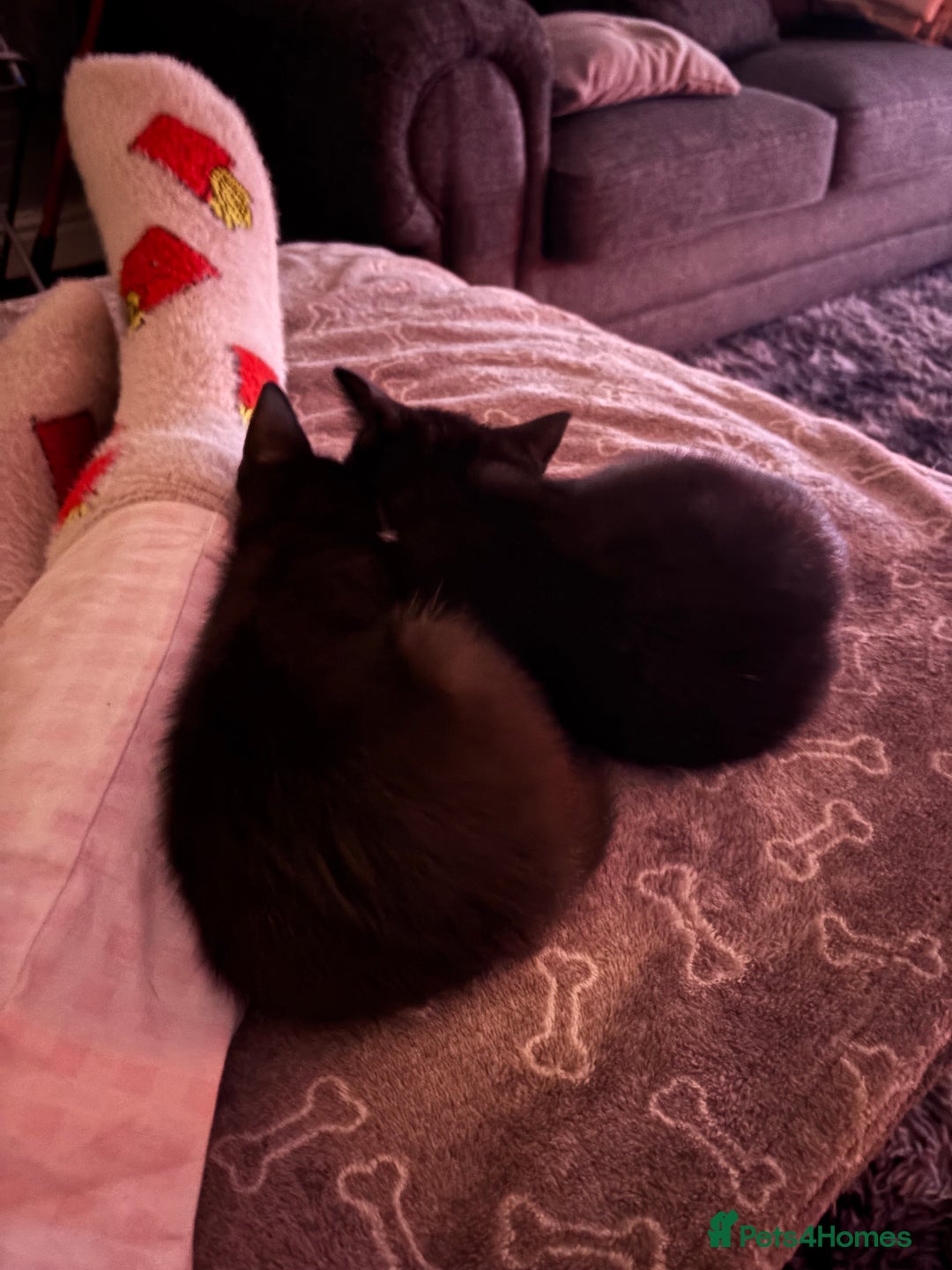 Mixed Breed cats for sale: FUR BABIES READY FOR THERE FOREVER HOMES  - Image 3