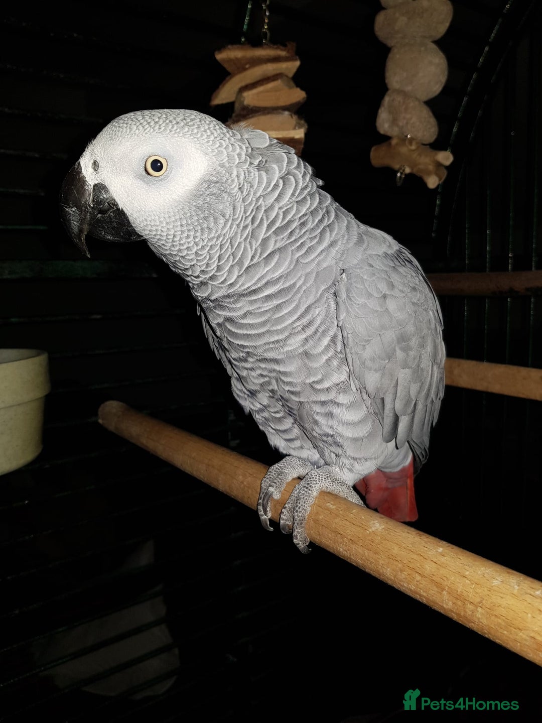 Parrots birds for sale: Beloved Oscar for new home - Advert 3