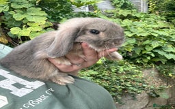 Mini Lop rabbits for sale: 3 mini lop bucks for sale  - Image 4