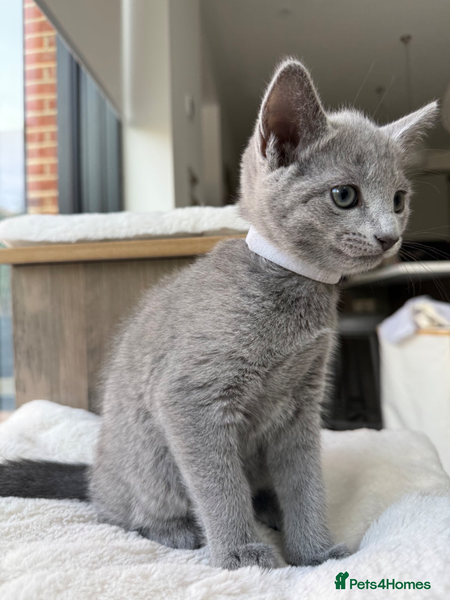 Russian Blue Kitten 2 (white)